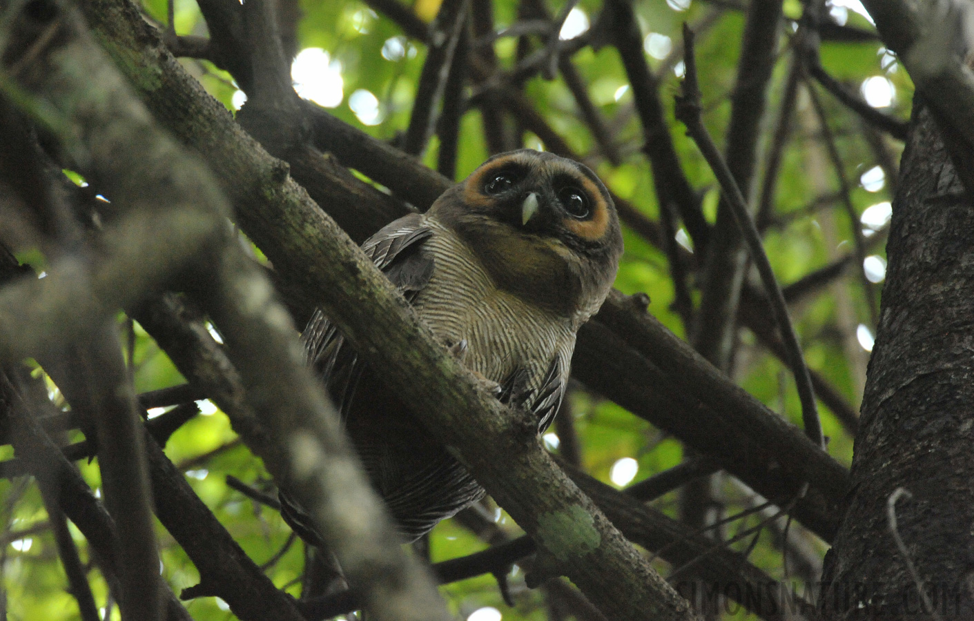 Strix leptogrammica ochrogenys [550 mm, 1/40 sec at f / 5.6, ISO 6400]